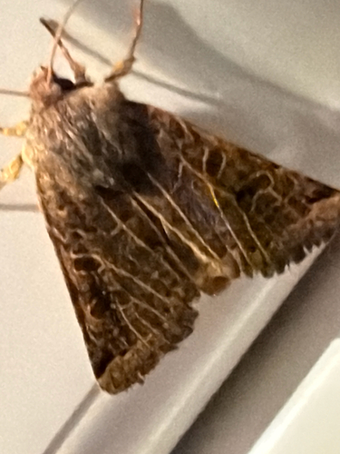 Lunar Underwing