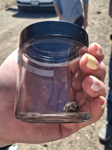 iNaturalist observation photo of Bees