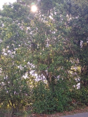 Liquidambar styraciflua image