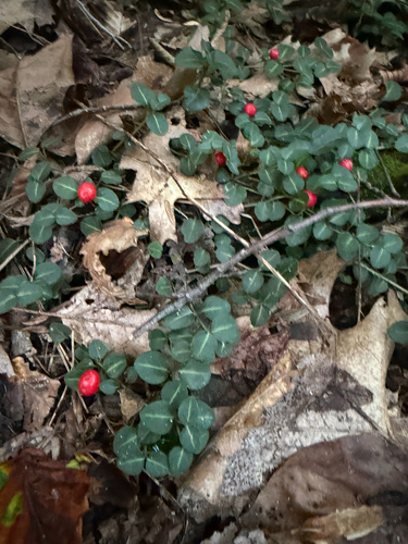 partridgeberry