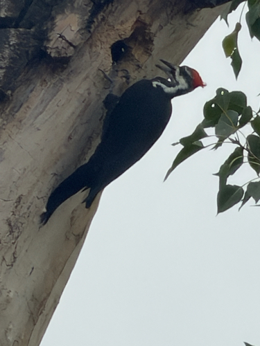 Pileated Woodpecker