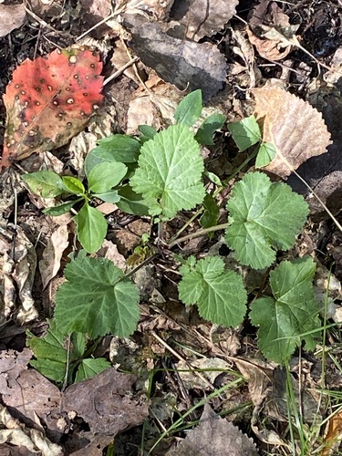 Geum canadense, photograph 3