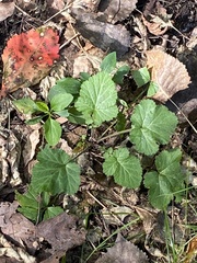 Geum canadense, photograph (c) Sandy Wolkenberg, some rights reserved (CC BY)