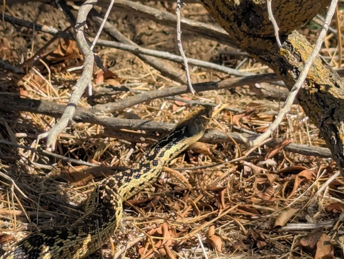 Gopher Snake