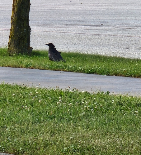American Crow