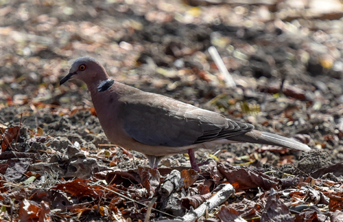 Streptopelia bitorquata observed 2026-09-22