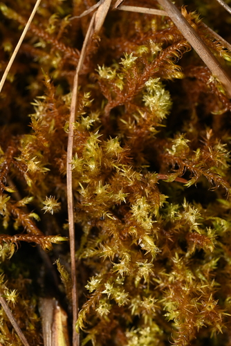 Sarmentypnum sarmentosum observed 2026-07-19