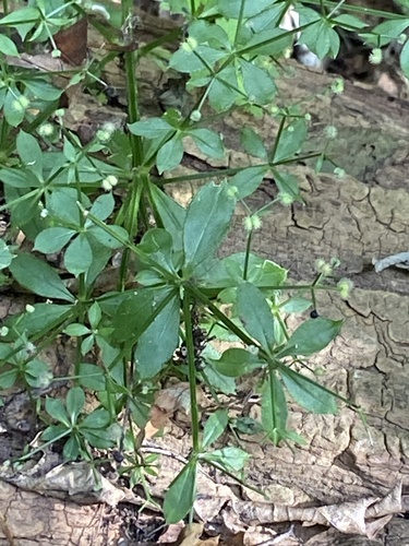 Galium triflorum, photograph 6