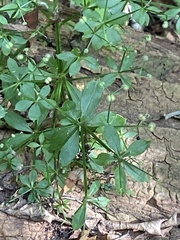 Galium triflorum, photograph (c) Sandy Wolkenberg, some rights reserved (CC BY)
