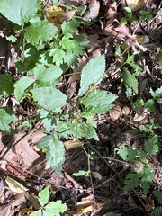 Geum canadense, photograph (c) Sandy Wolkenberg, some rights reserved (CC BY)