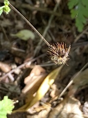 Geum canadense
