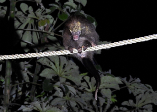 Bahia Porcupine
