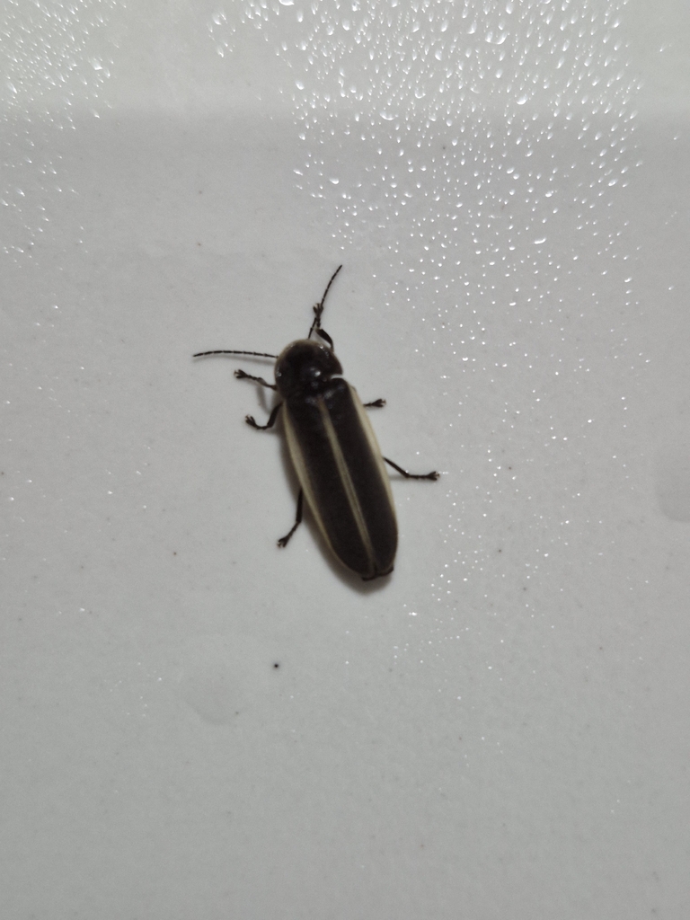 Pyrogaster lunifer