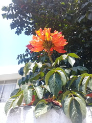 Spathodea campanulata