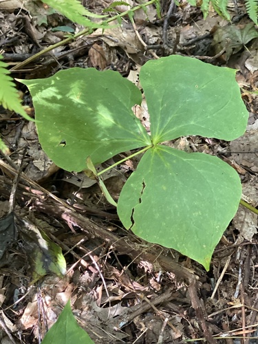 Trillium erectum, 2026-09-22
