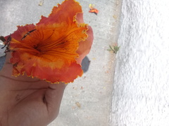 Spathodea campanulata