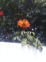 Spathodea campanulata