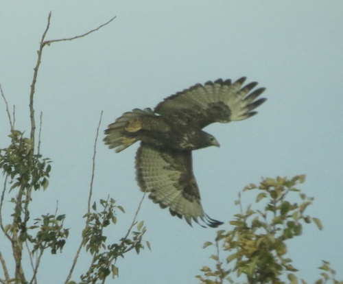 Red-tailed Hawk