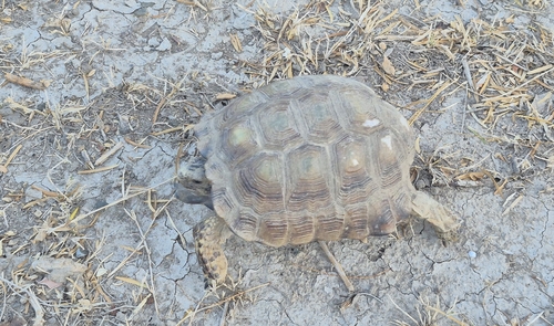 Texas Tortoise