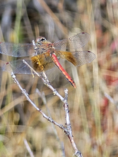 Band-winged Meadowhawk