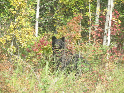 American Black Bear