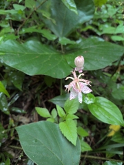 (c) IMORI MIHO, some rights reserved (CC BY) Tricyrtis macropoda, photograph (c) IMORI MIHO, some rights reserved (CC BY)