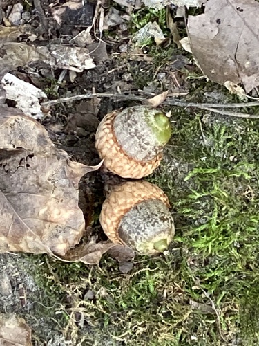 Quercus velutina