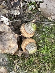 Quercus velutina