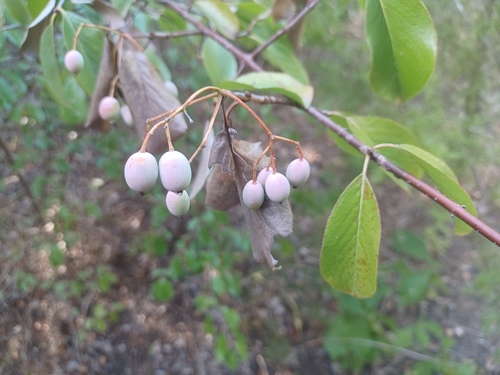 Rusty Blackhaw