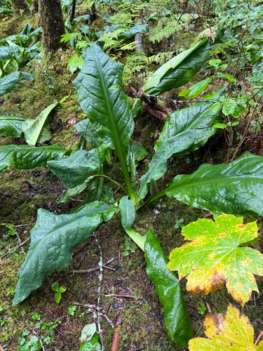 western skunk cabbage