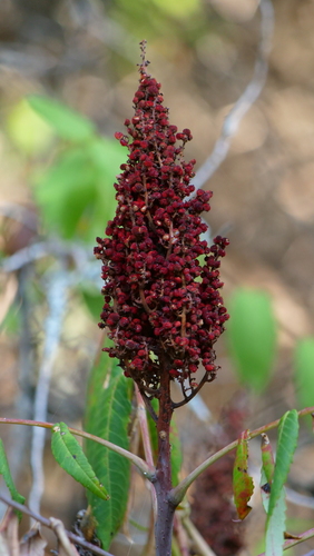 smooth sumac