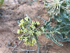 Asclepias macrosperma