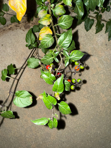 bittersweet nightshade