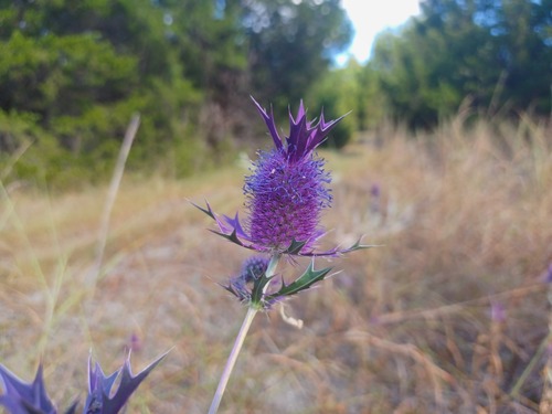 Leavenworth's eryngo