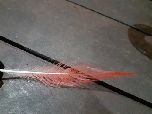 Plume de Ibis rouge