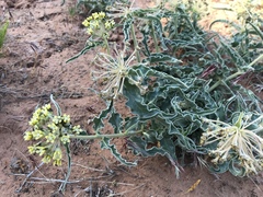 Asclepias macrosperma