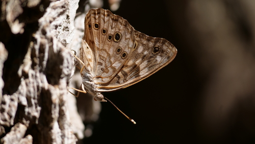 Hackberry Emperor