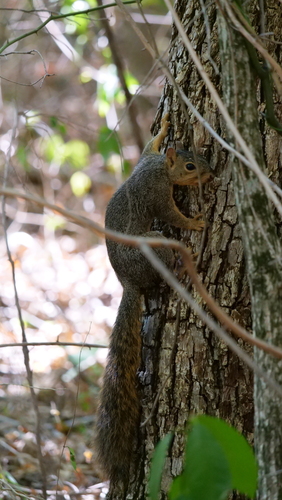 Eastern Fox Squirrel