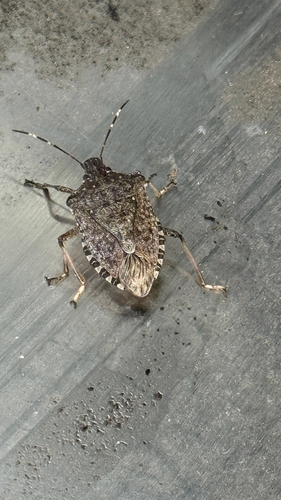 Brown Marmorated Stink Bug