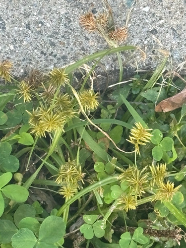 straw-colored flatsedge