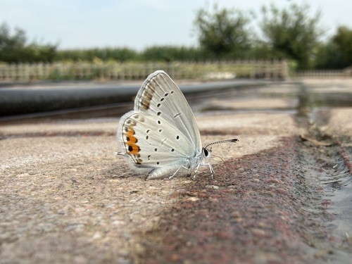 Short-tailed Blue