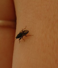 Rhyparochromus vulgaris