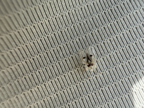 Eastern Sycamore Lace Bug