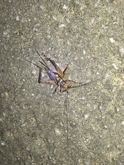 Cardiodactylus guttulus