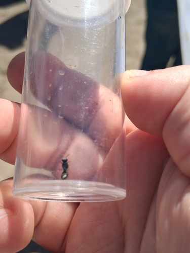 iNaturalist observation photo of Bees and Apoid Wasps