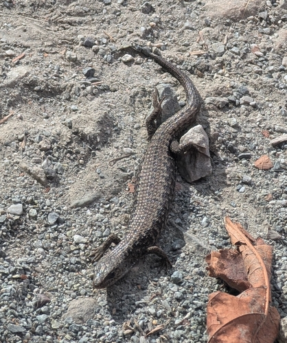 Northern Alligator Lizard