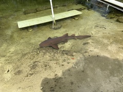 Ginglymostoma