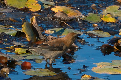Rusty Blackbird