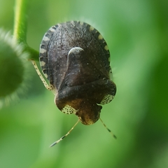 Dyroderes umbraculatus