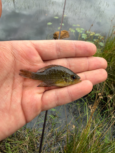 Blue-spotted Sunfish